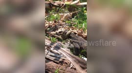 Incredible clip shows python trying to strangle monitor lizard