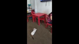 Cat is seriously watching a movie as if he understands it