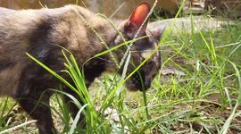 Cats eat grass to relieve stress when released from their cages after being cooped up for a long time