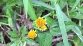 Acmella oleracea, toothache plant, Szechuan buttons, paracress, buzz buttons, tingflowers, electric daisy