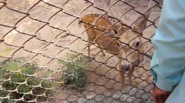 Deer Park  Sambalpur  A Small Zoo in Sambalpur . Famous tourist places in sambalpur