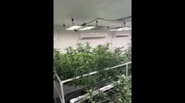 Cutting cost by growing own medicine