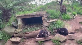 Tassie Devils playtime before dinner
