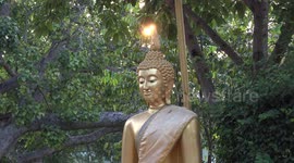 A sparkling light shines through the leaves of a Bodhi tree, behind a golden statue of Buddha.