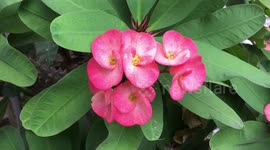 Euphorbia milii, the crown of thorns, Christ plant, Christ thorn