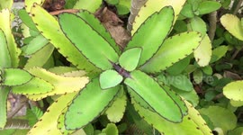 Kalanchoe pinnata, cathedral bells, air plant, life plant, miracle leaf, Goethe plant
