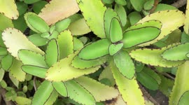 Kalanchoe pinnata, cathedral bells, air plant, life plant, miracle leaf, Goethe plant
