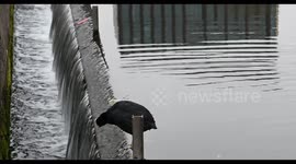 Eurasian coot (Commom coot) resting near to Kings Cross and St Pancreas, London, London, United Kingdom