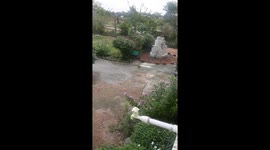 Black Drongo bird flying termite insect eating outdoor in India .