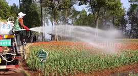 Worker Watered The Tulips In Yichang, China