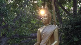 The setting sun creates a very spiritual scene as its brilliance shines through this Bodhi tree onto a golden Buddha statue in Thailand.