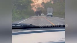 Aggressive wild elephant rams pickup truck and flips it over on road in Thailand (second angle)