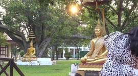 Sunset light shines through a large Bodhi trees, which have golden Buddha statues, under them.