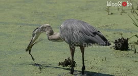 'Nature is majestic!' - Great blue heron hungrily tries to devour a bullfrog it catches