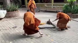 Brave Buddhist monks throw scarves on python’s head to catch it