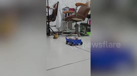 Mother parrot pushes cart with babies onto owner to ask for food