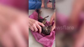 Unconscious squirrel rescued from burning electric cables revived with CPR