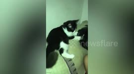 Sweet pet cat massages owner's head while he sleeps