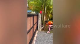 Massive 12ft cobra found slithering in family's garden in Thailand