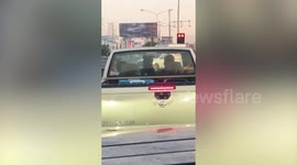 Excited pet pit bull wags tail like windshield wiper during road trip