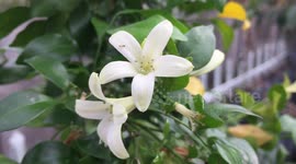 Murraya paniculata, orange jasmine, orange jessamine, china box, mock orange
