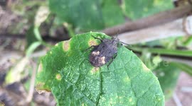 Pentatomidae, shield bugs, stink bugs