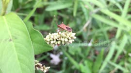 Pentatomidae, shield bugs, stink bugs