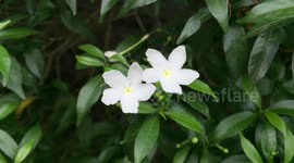 Tabernaemontana dwarf, Mai van phuc, Mai tieu thu