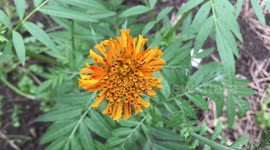 Tagetes erecta, Aztec marigold, Mexican marigold, big marigold, cempazúchitl, cempasúchil
