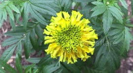 Tagetes erecta, Aztec marigold, Mexican marigold, big marigold, cempazúchitl, cempasúchil