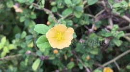 Flower closeup macro, shot by iphone