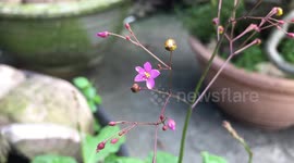 Flower closeup macro, shot by iphone