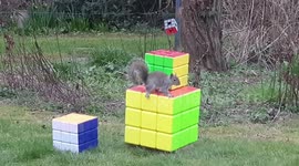 Grey squirrel goes nuts for Rubik's Cubes in Suffolk garden