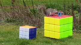 Squirrel steals Rubik's Cube and runs off with it
