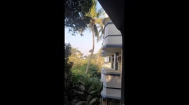 Amazing funny Amazing funny Monkey jumps tree to building Nin India .