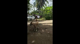 Puppy wants to mate with the a dog that’s bigger than him