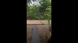 Mother chicken reaching for a plant food