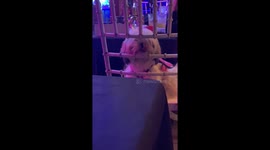 Cute puppy in the bar is just staring at me. Maybe he wants to share a table?