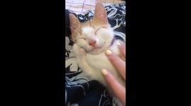 Cat adorably sleeps with paws crossed like a human