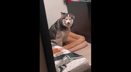 Husky has incredibly patient yet adorable reaction to owner's homecoming after long absence