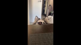 Husky has amusing method to seek attention during breakfast