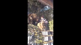 Footage shows how man and bear have a heartwarming bond