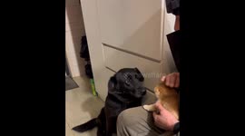 Feisty kitten suddenly slaps peaceful dog without being triggered
