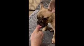 Personal banker! French bulldog helps count money in the cutest way
