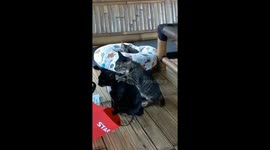 Heartwarming clip shows a cat giving another cat a massage