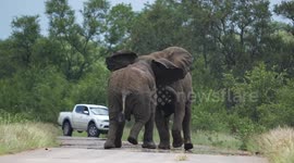 Two massive fighting elephants cause roadblock as they clash tusk to tusk