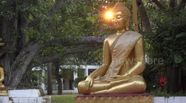 A very peaceful relaxing few moments as the setting sun shines through the leaves of a bodhi tree onto the head of a golden Buddha statue.