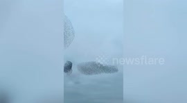 100,000 starlings outwit two dive-bombing falcons in a stunning murmuration