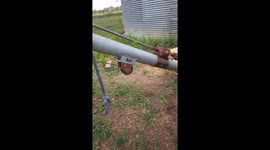 Poor lizard holds on for dear life while spinning like crazy