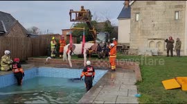 Firefighters use winch to rescue helpless horse which became stuck in a SWIMMING POOL